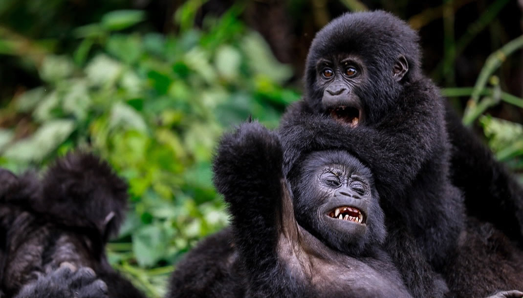 Uganda Safaris