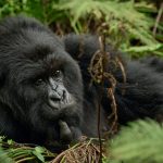 7 Compelling Reasons to Visit Uganda