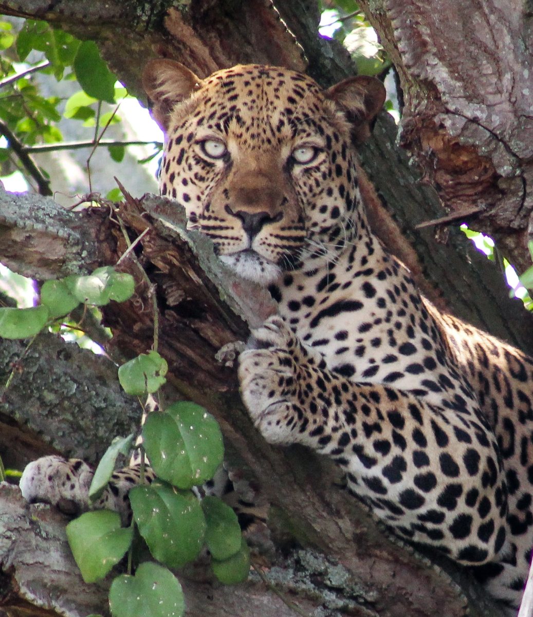 16 Days Uganda Safari