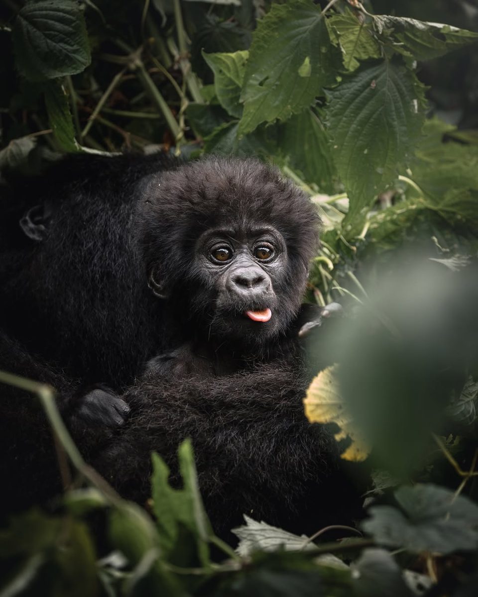 1 Day Bwindi Gorilla Trekking