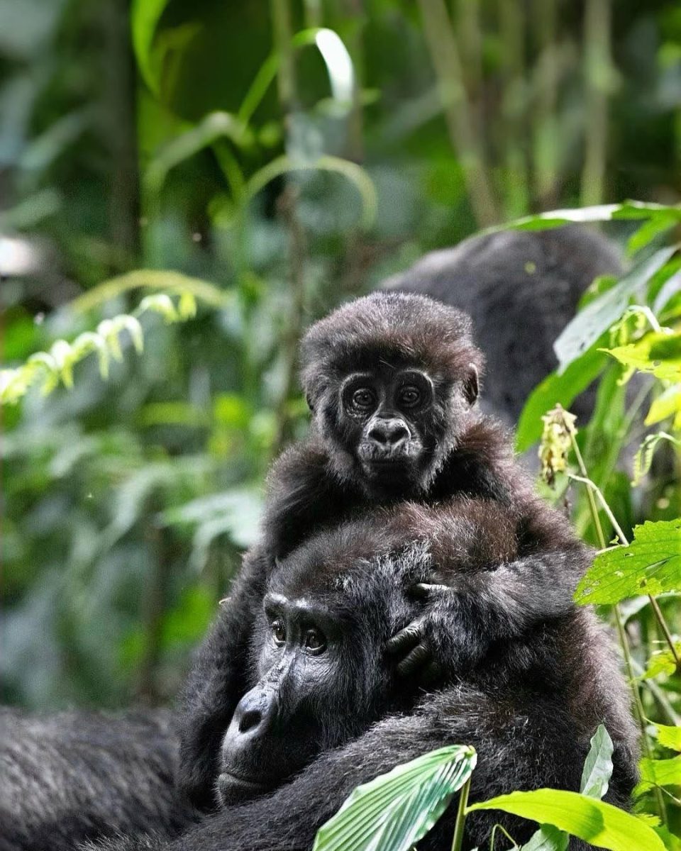 Double Gorilla Trekking in Rwanda
