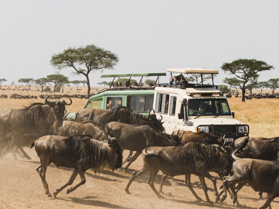 Packing for Serengeti wildebeest safari