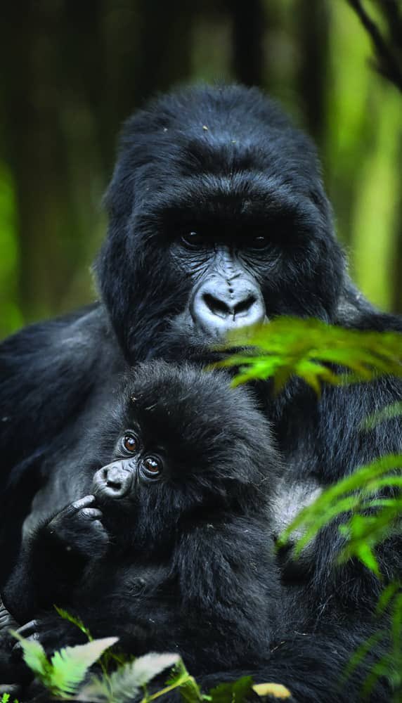 5 Days Gorilla Trekking and Safari