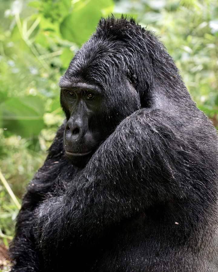 Fly-In Luxury Gorilla Trekking Safari