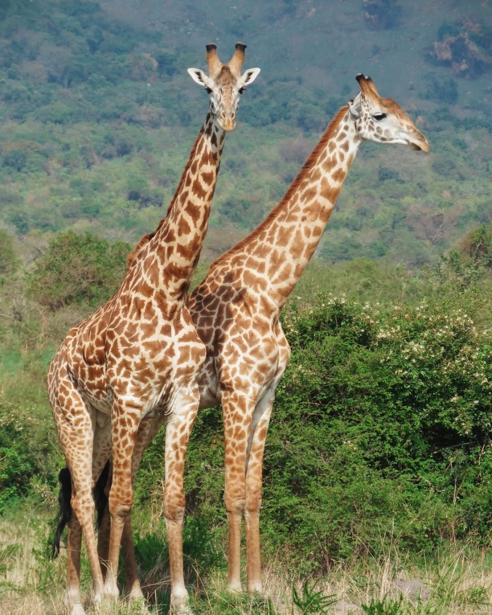 Rwanda Photography safaris
