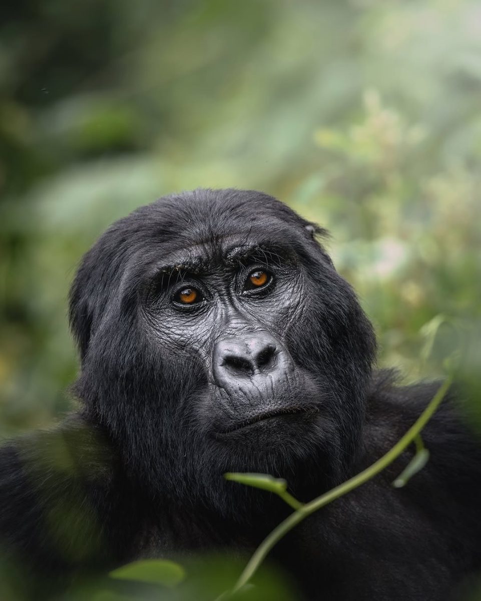 Rwanda photography safaris