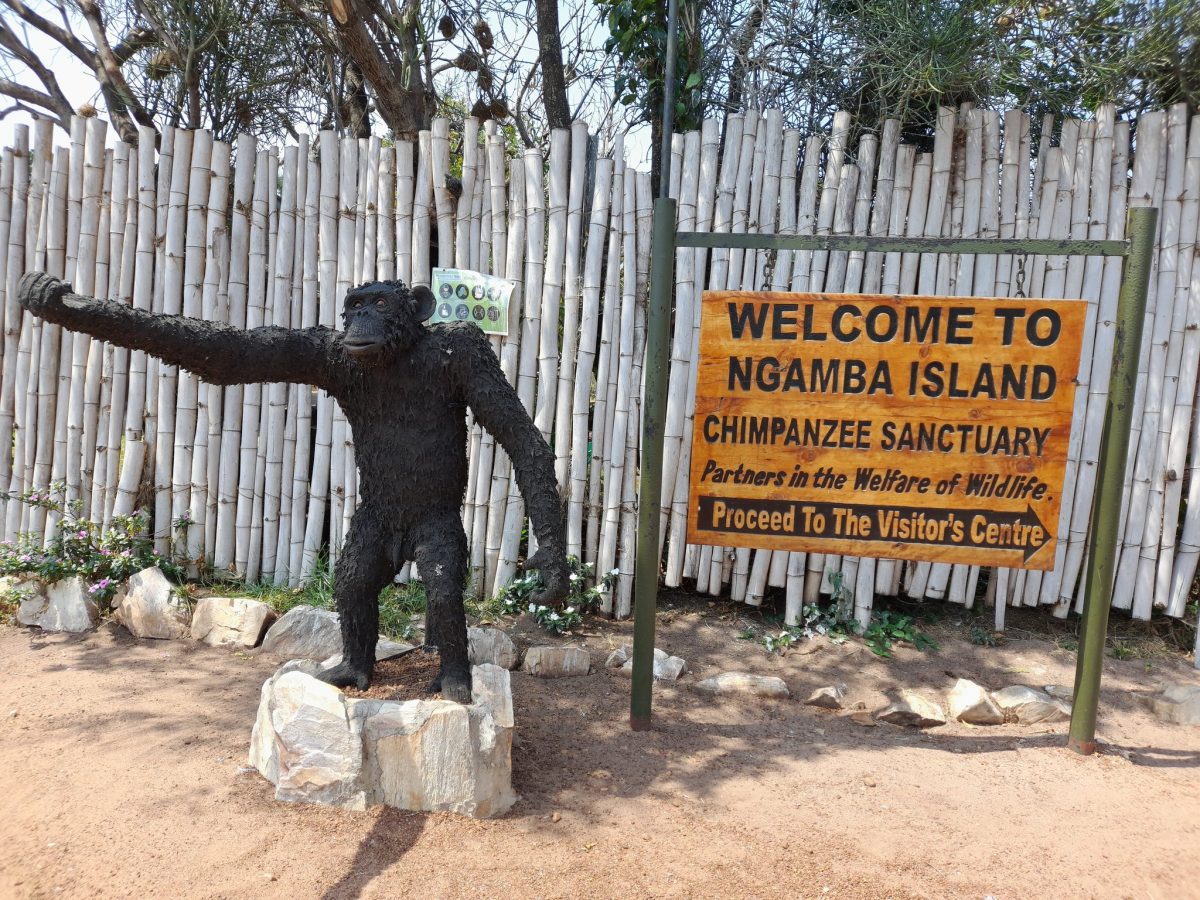 Ngamba Chimpanzee Island