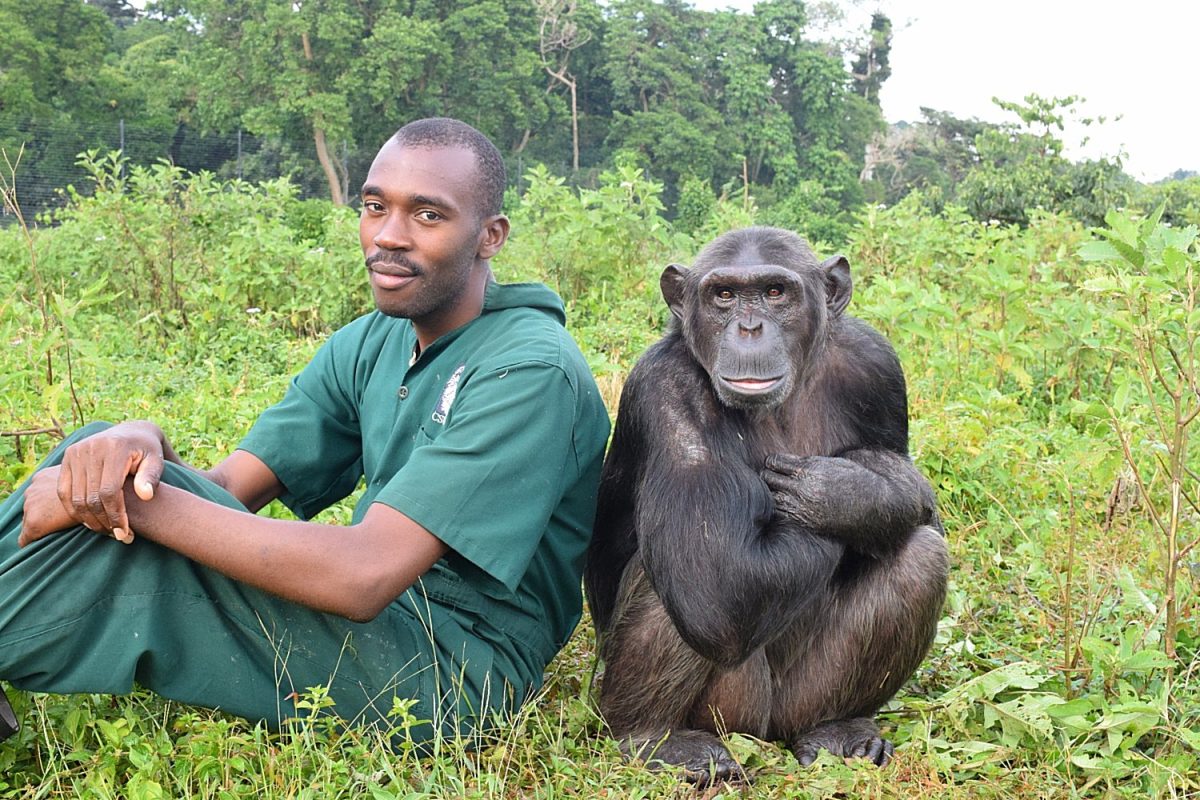 Ngamba Chimpanzee Island