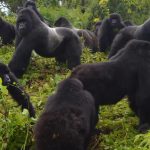 What is the best gorilla family to track in Rwanda?