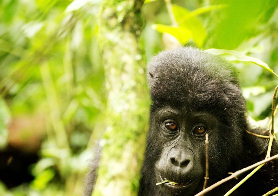 Wildlife in Bwindi impenetrable National park