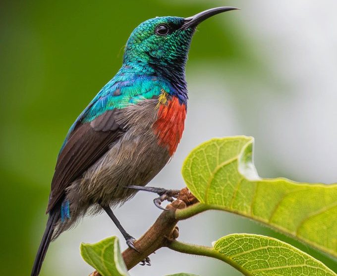Beautiful sunbird