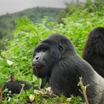 How to prepare for gorilla trekking in Uganda and Rwanda