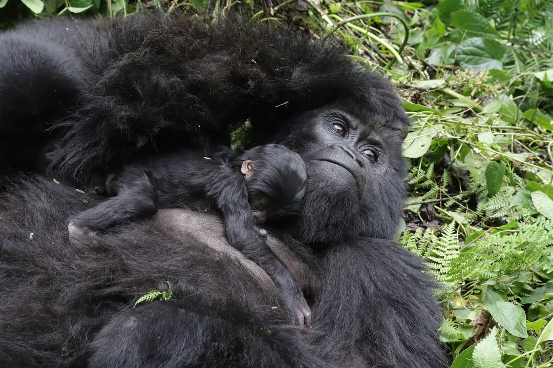 Fruits Gorillas Feed on