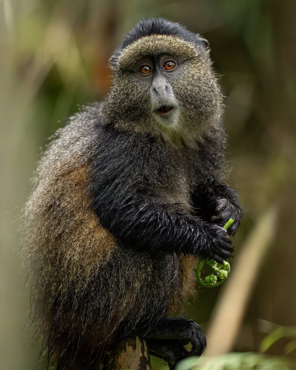 Safari de 15 días por Uganda y Ruanda