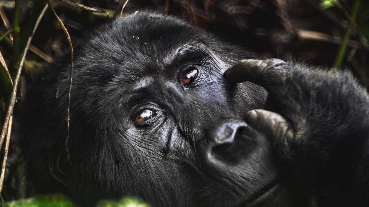 Uganda vs Rwanda Gorilla Trekking