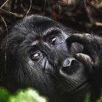 Uganda vs Rwanda Gorilla Trekking