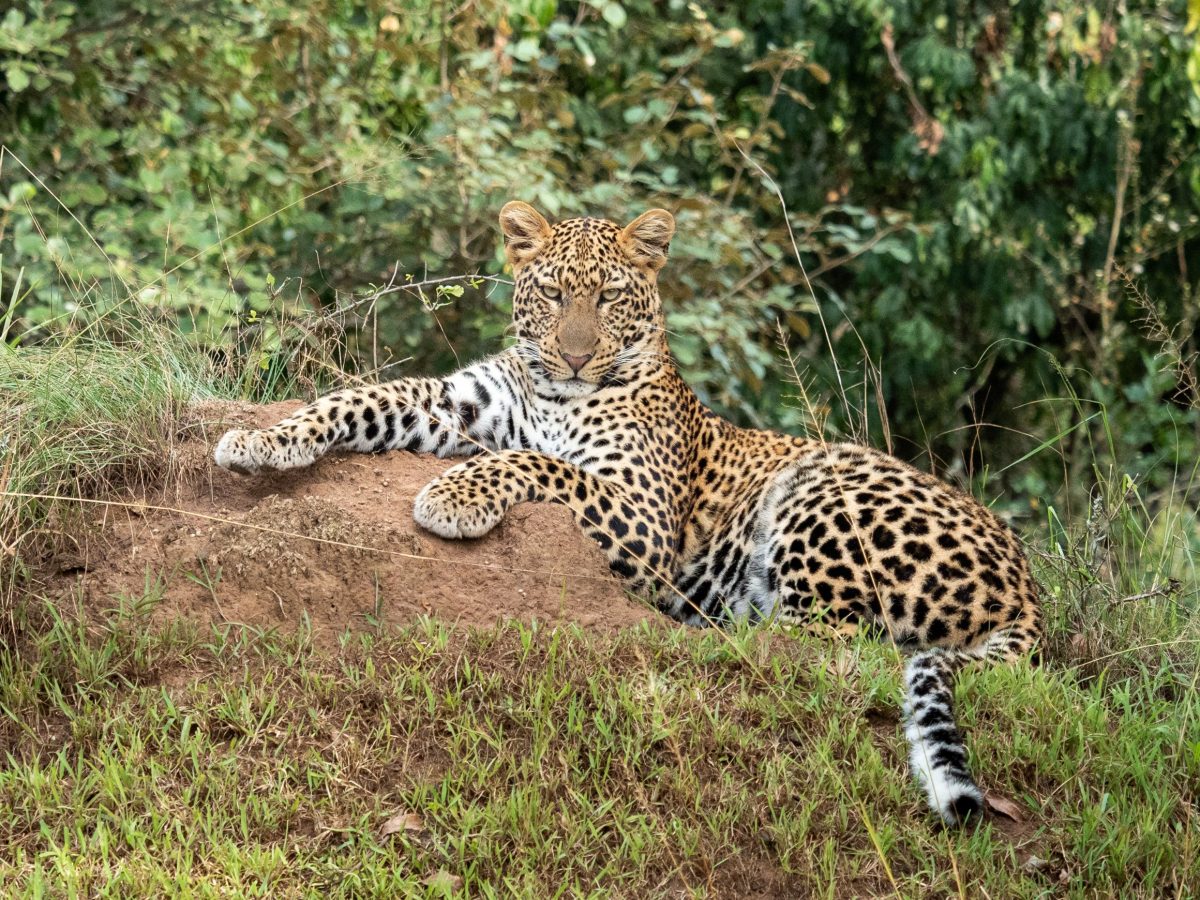 Avistamiento de leopardos en un safari en Uganda