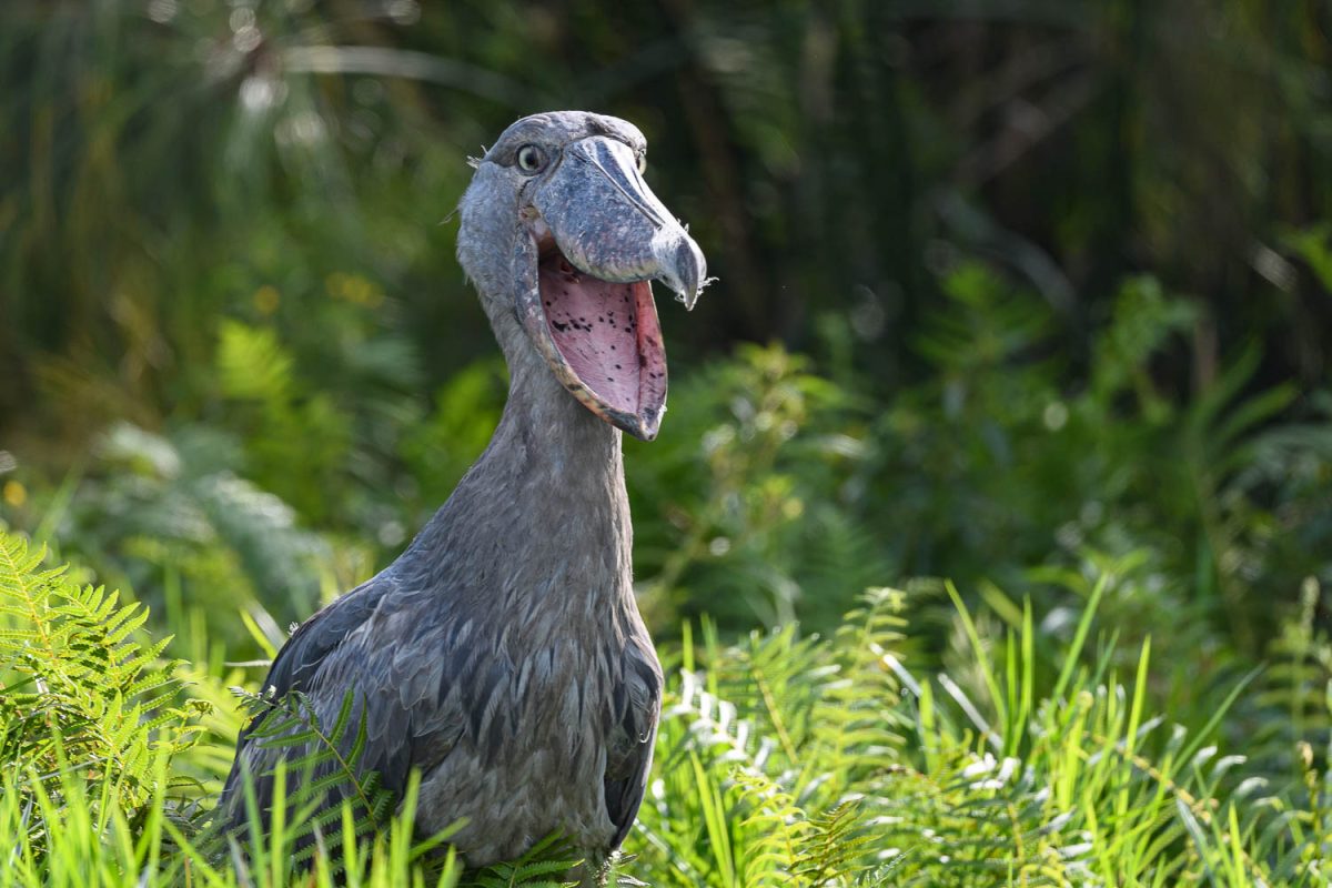 Safari de 15 días por Uganda y Ruanda