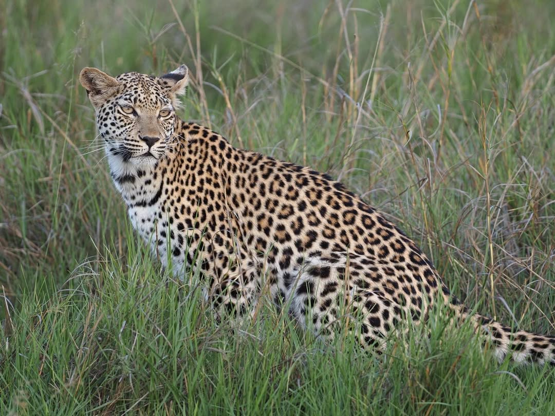 Leopard Spotted in Queen Elizabeth National Park