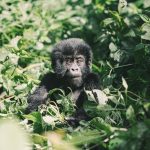 Gorilla Trekking for Beginners