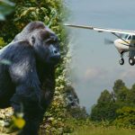 3-Days Luxury Fly-In Gorilla Trekking