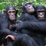 Bwindi Ground Nesting Chimpanzees discovered
