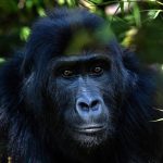 Top 5 Reasons to Visit Mgahinga Gorilla National Park
