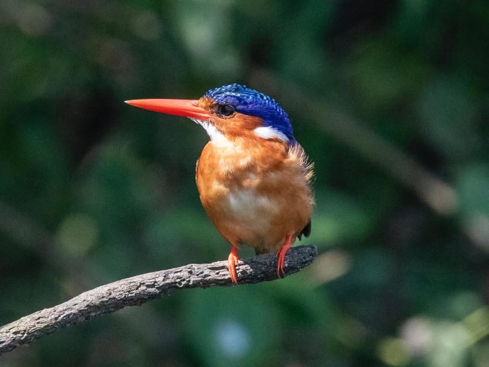 Uganda Safari for Birders