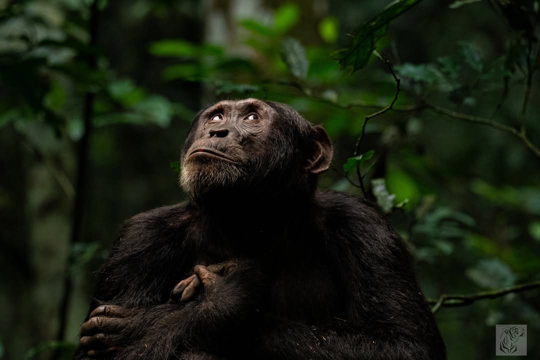 Chimpanzee Trekking Experience