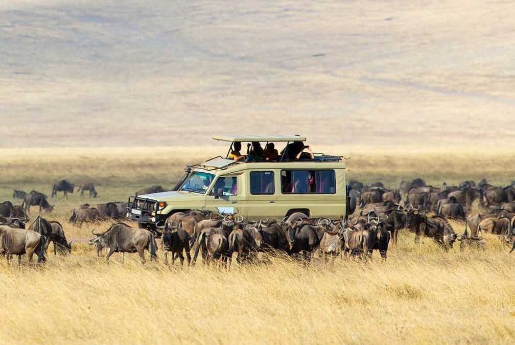 Uganda vs Tanzania Safari