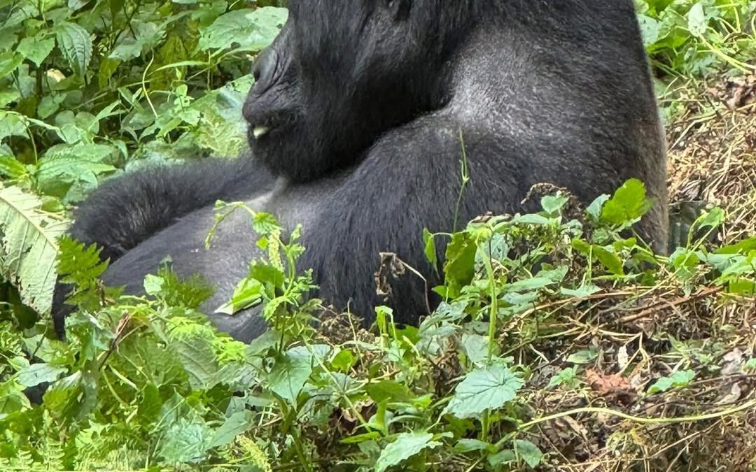 Cheapest Way to See Gorillas in Uganda