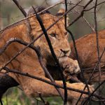 Tree-Climbing Lions of Ishasha: How to Spot Them
