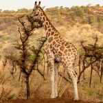 Budget vs Luxury Safari in Uganda