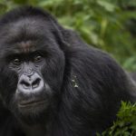 How to Choose the Best Tour Company for Gorilla Trekking