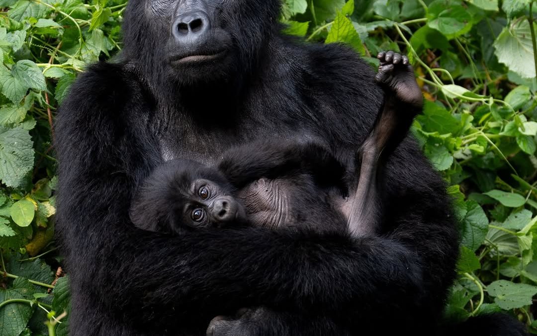 My First Gorilla Trekking Experience: What It Felt Like