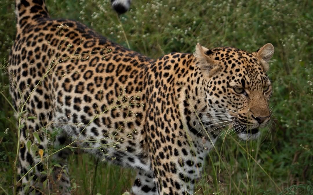 Book your 2025 Uganda safari now to secure top lodges, prime gorilla trekking permits, and the best travel dates before they sell out.