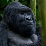 September in Uganda: Gorilla Trekking Highlights