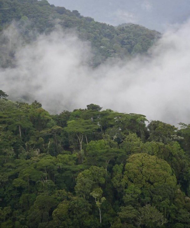 Why Visit Bwindi Impenetrable Forest