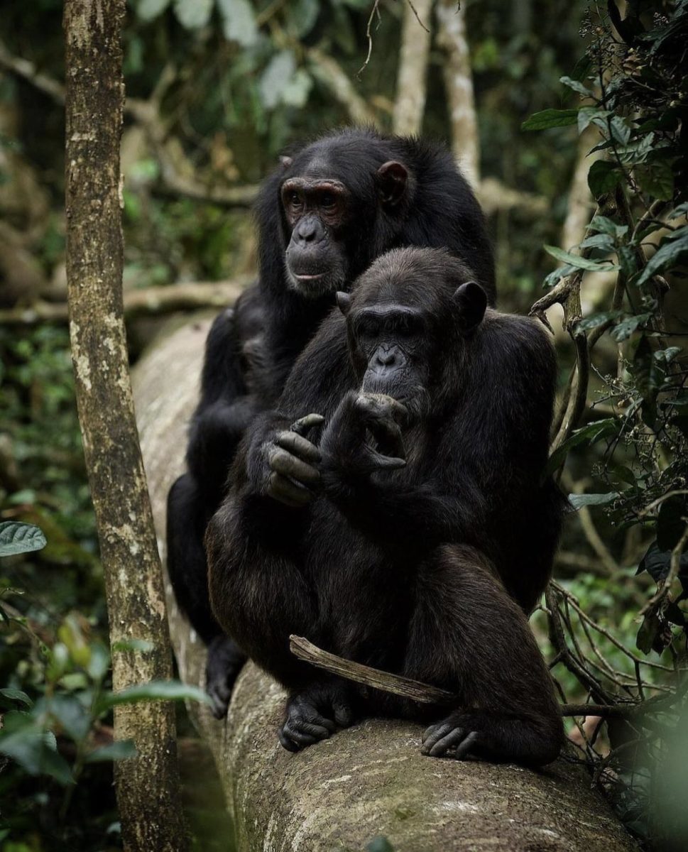 Why Visit Bwindi Impenetrable Forest