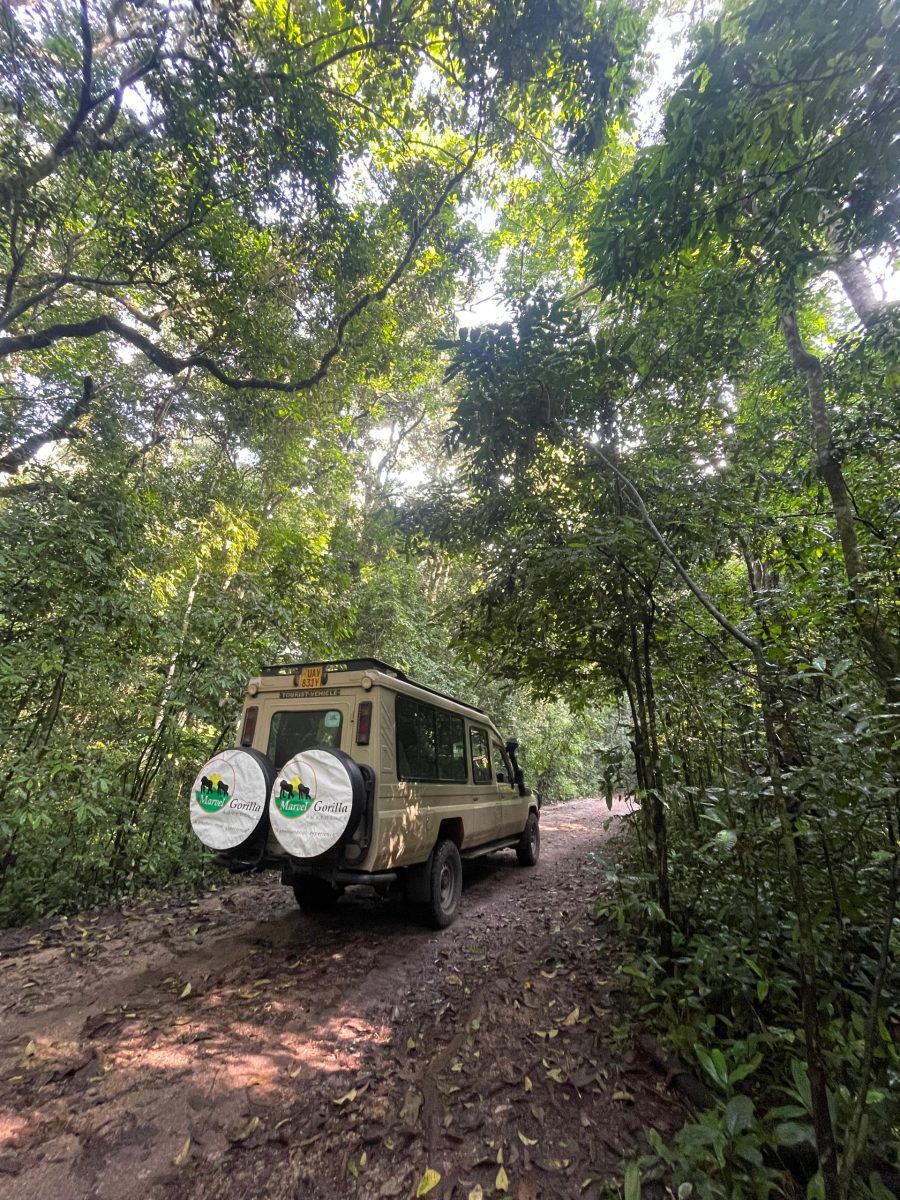 Why Visit Bwindi Impenetrable Forest