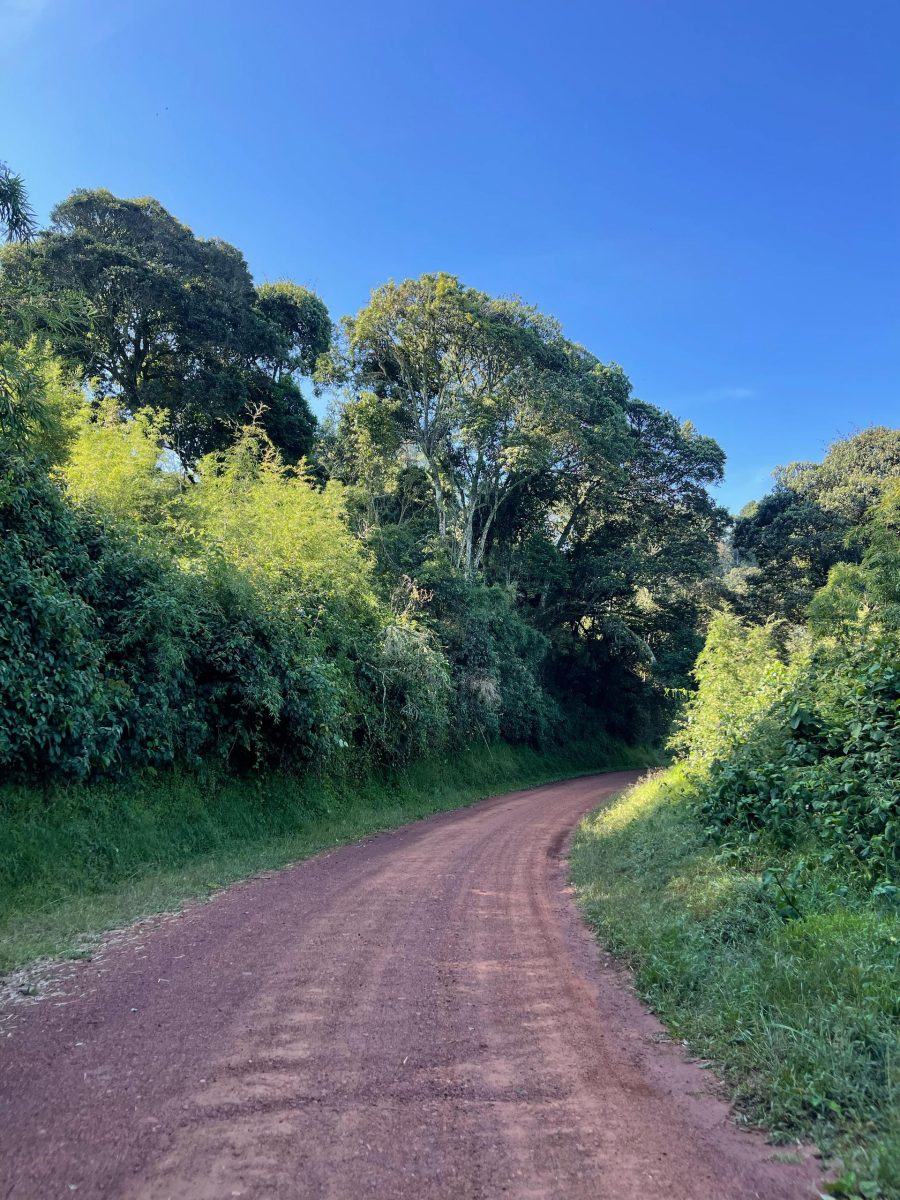 Why Visit Bwindi Impenetrable Forest