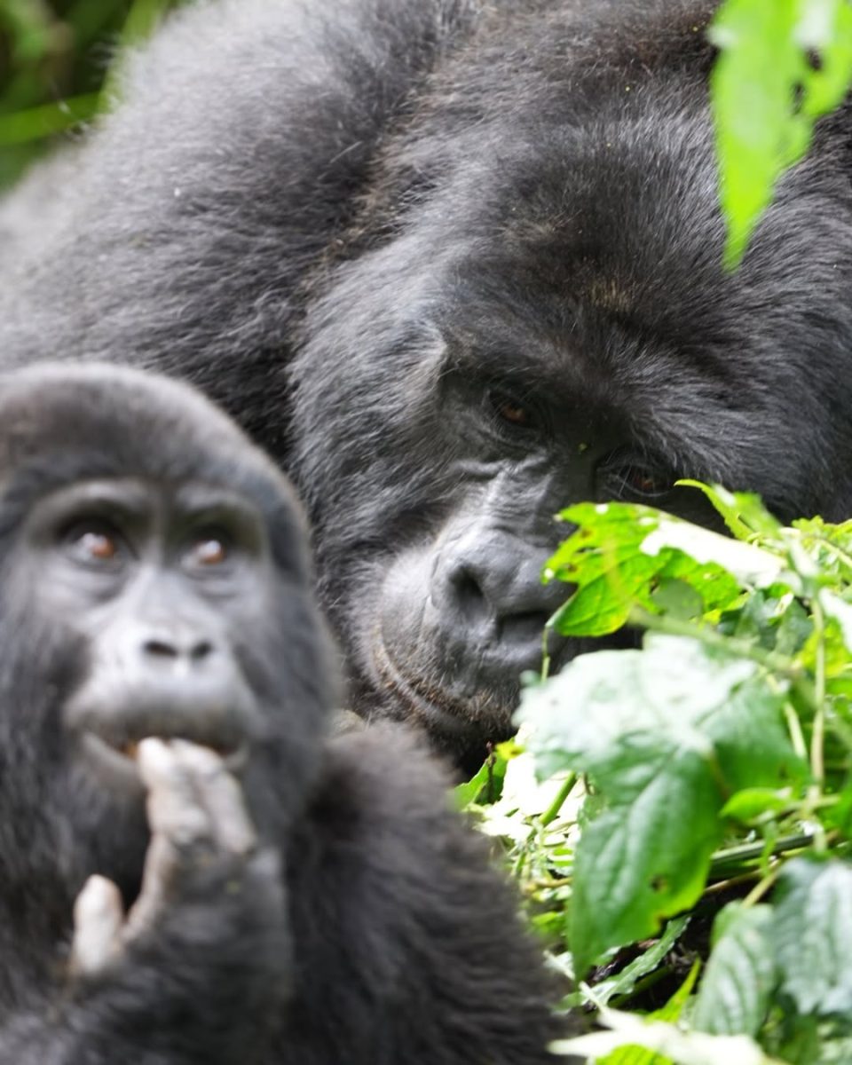 Why Visit Bwindi Impenetrable Forest