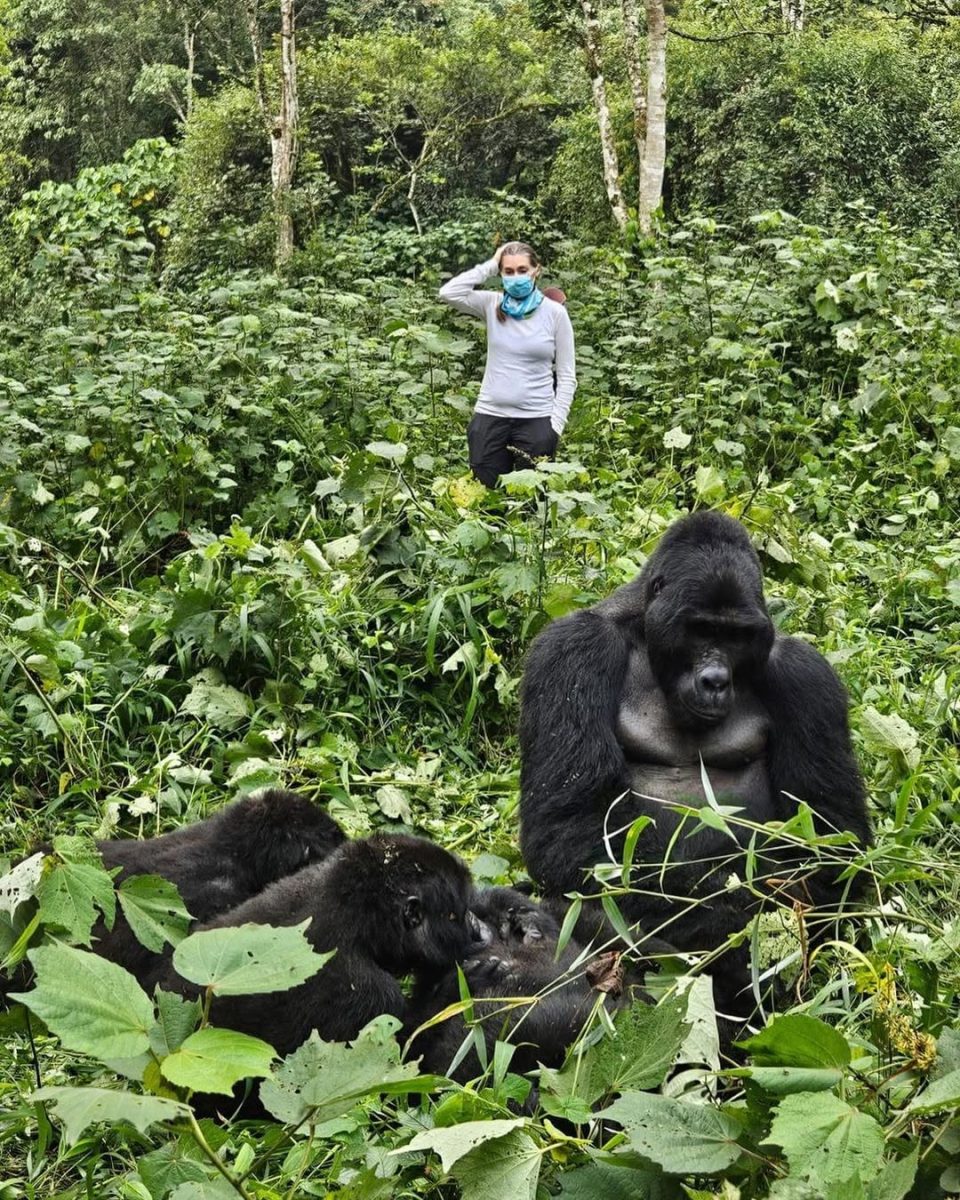 Gorilla trekking experience