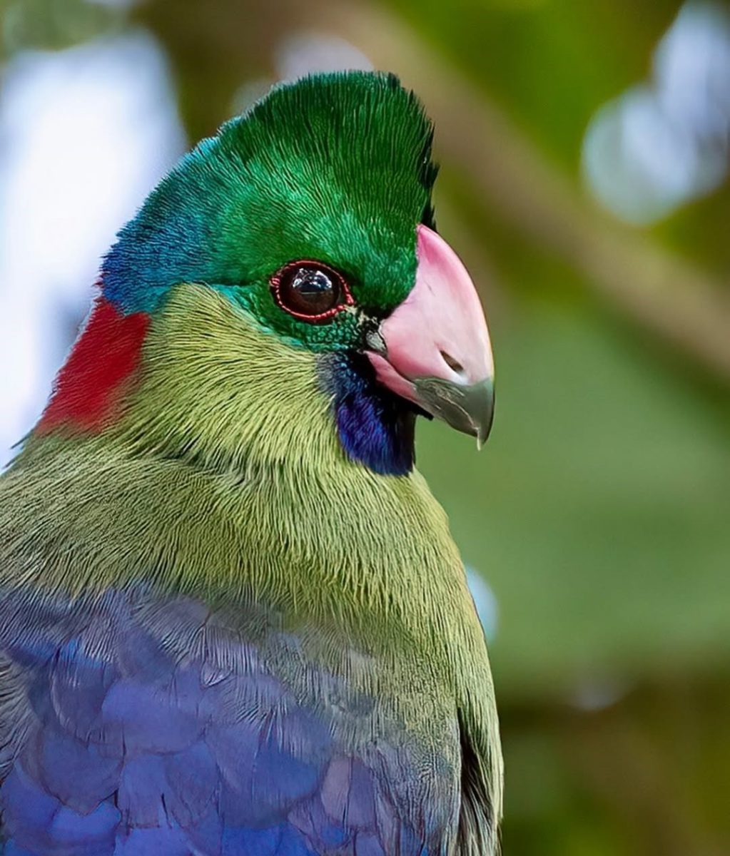 Rwenzori Turaco in Bwindi Forest