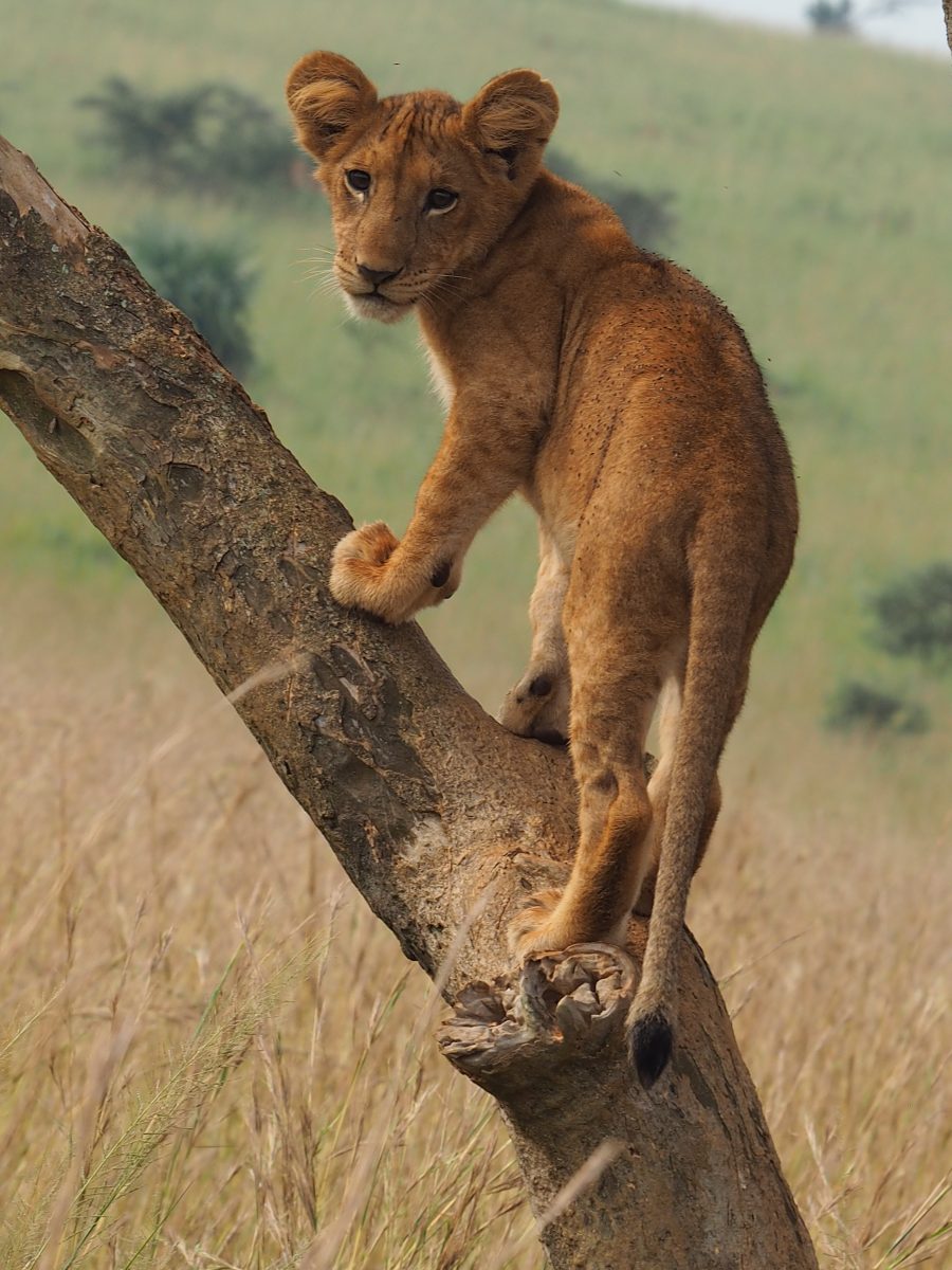 Baby lion on tree