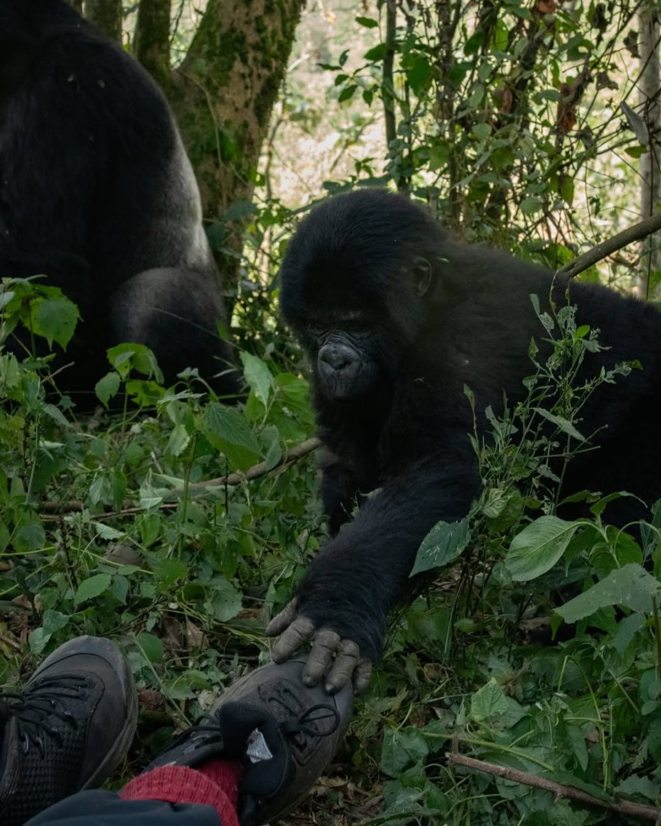 Bwindi Impenetrable National Park