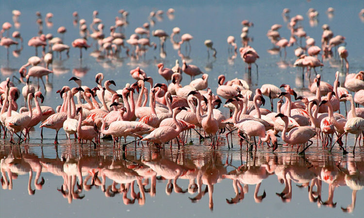 Ngorongoro Conservation Area