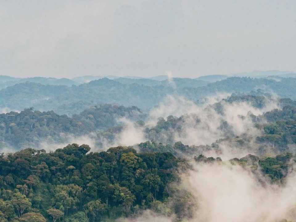 Nyungwe Forest National Park