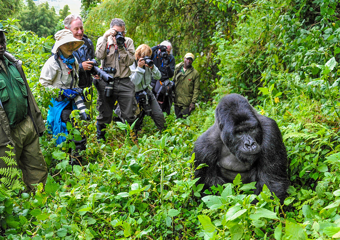 Bwindi impenetrable national park