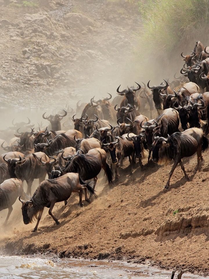Wildebeest migration